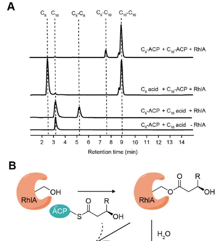 ACS Catal.|RhlA在鼠李糖脂生物合成过程中表现出双重硫酯酶和酰基转移酶活性