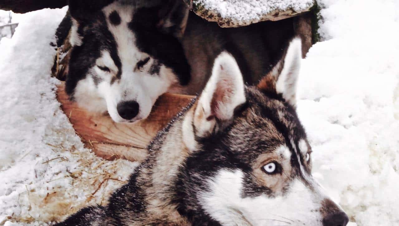 乘着哈士奇雪橇去北极圈撒野