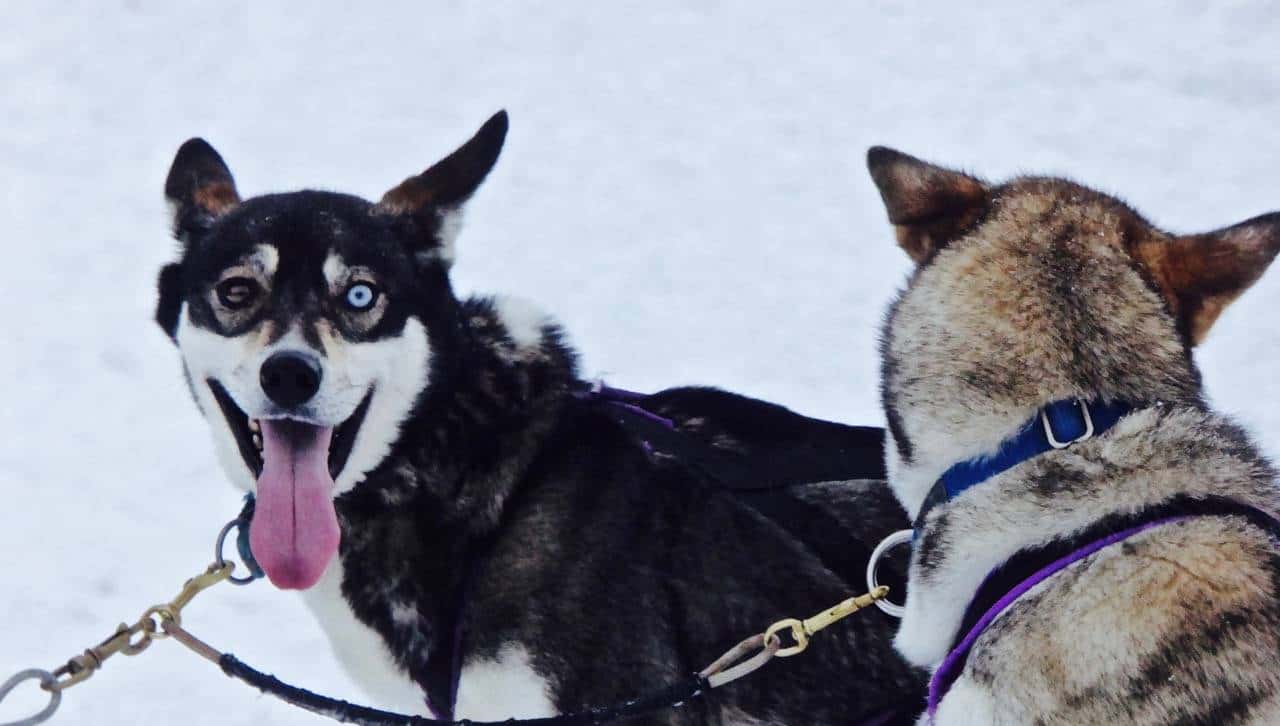 乘着哈士奇雪橇去北极圈撒野