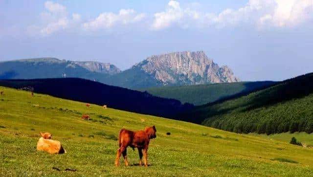 哲夫:城与树(节逸《爱的礼物》