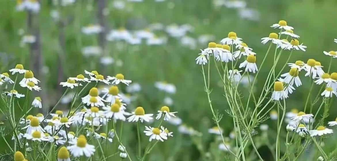 请在自己的时区里保持自己的步伐,静等花开……