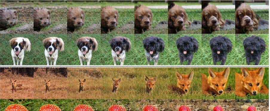 涵盖18+ SOTA GAN实现,这个图像生成领域的库火了