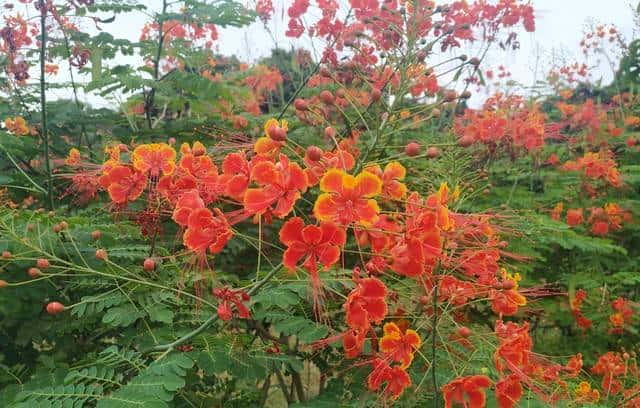 ELF 文件、镜像(Image)文件、可执行文件、对象文件详解