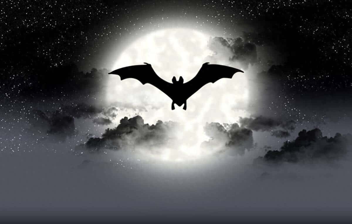 美剧口语：“bat around”别理解成“周围的蝙蝠”