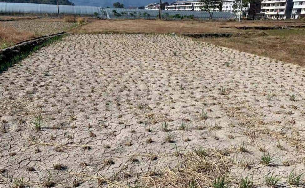 不同灌溉条件下新开发的组织培养油菜籽基因型的耐旱性评估