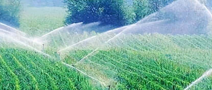 不同灌溉条件下新开发的组织培养油菜籽基因型的耐旱性评估