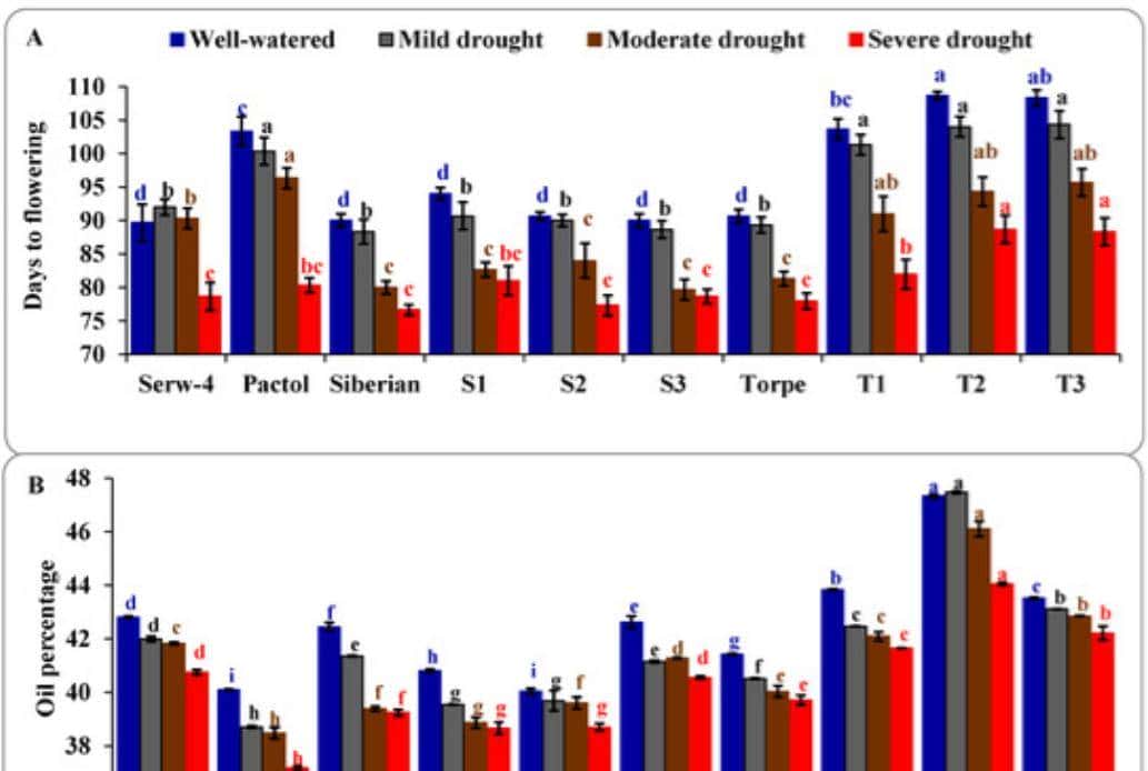 不同灌溉条件下新开发的组织培养油菜籽基因型的耐旱性评估