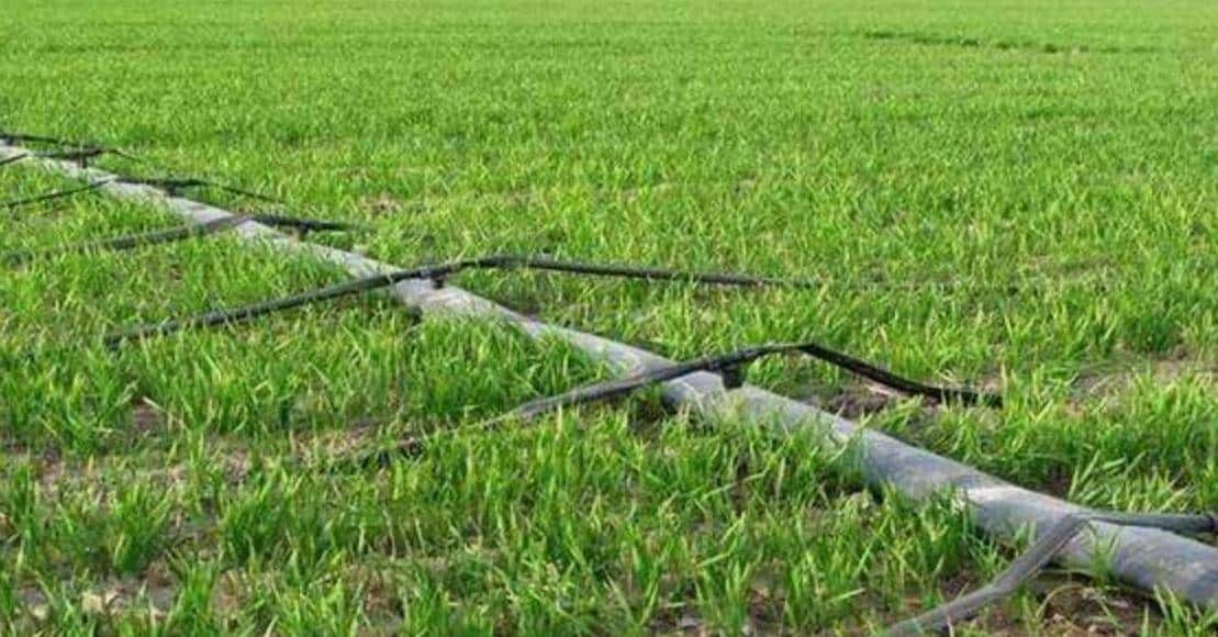 不同灌溉条件下新开发的组织培养油菜籽基因型的耐旱性评估