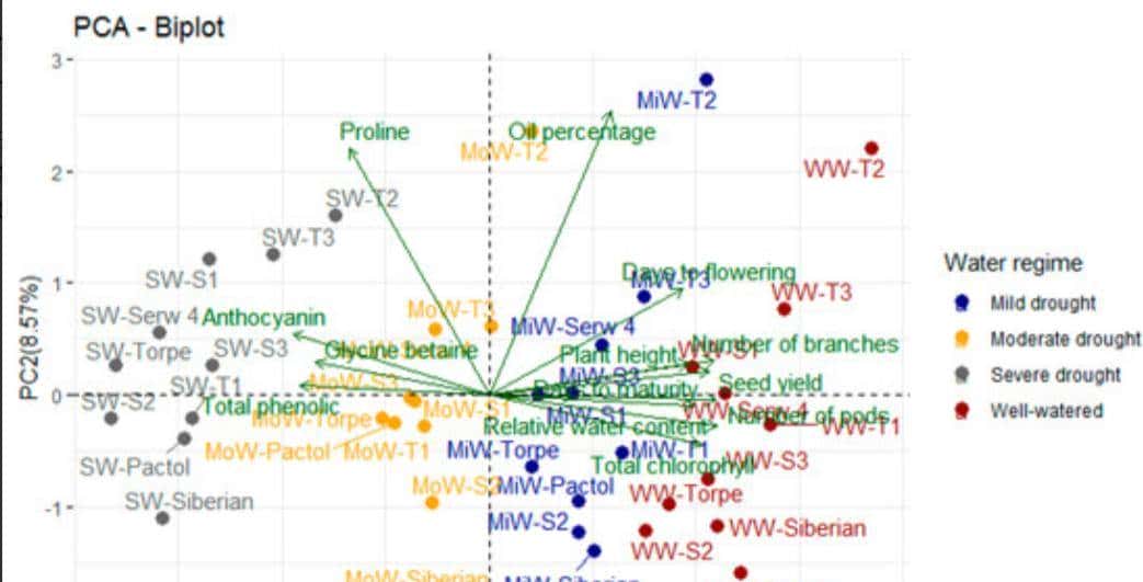 不同灌溉条件下新开发的组织培养油菜籽基因型的耐旱性评估