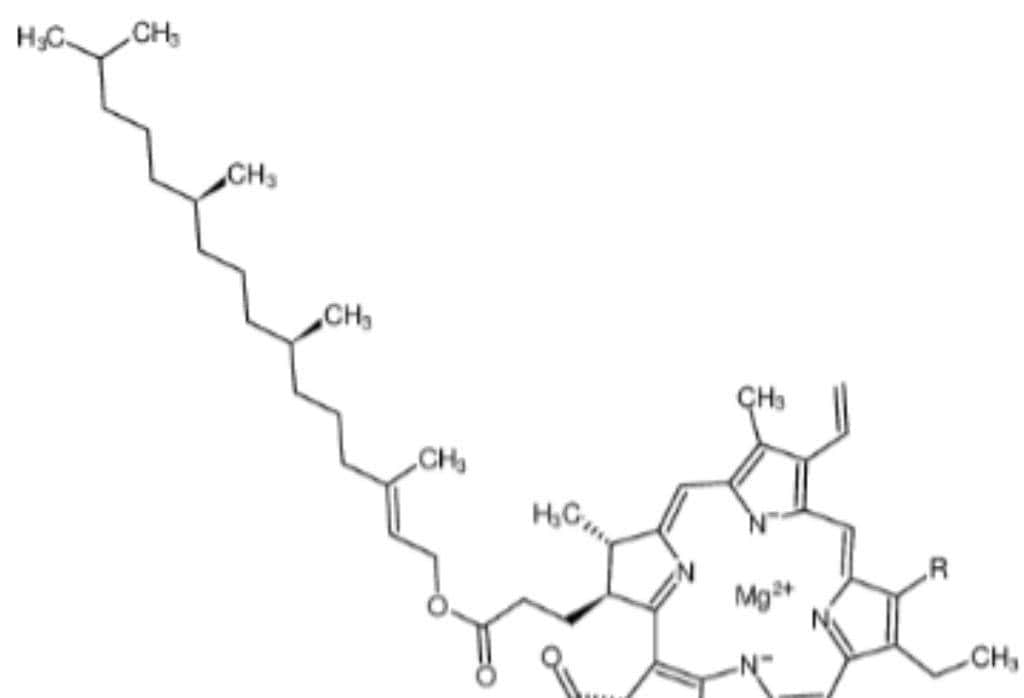 不同灌溉条件下新开发的组织培养油菜籽基因型的耐旱性评估