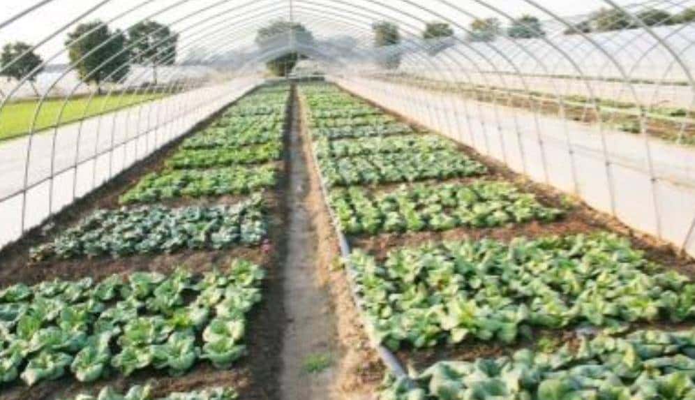 不同灌溉条件下新开发的组织培养油菜籽基因型的耐旱性评估