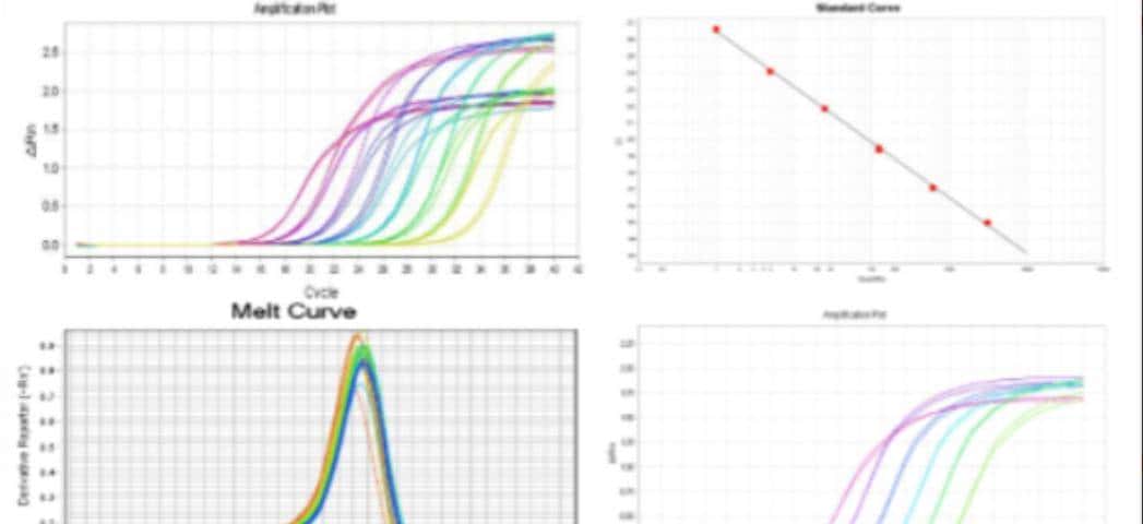 不同灌溉条件下新开发的组织培养油菜籽基因型的耐旱性评估