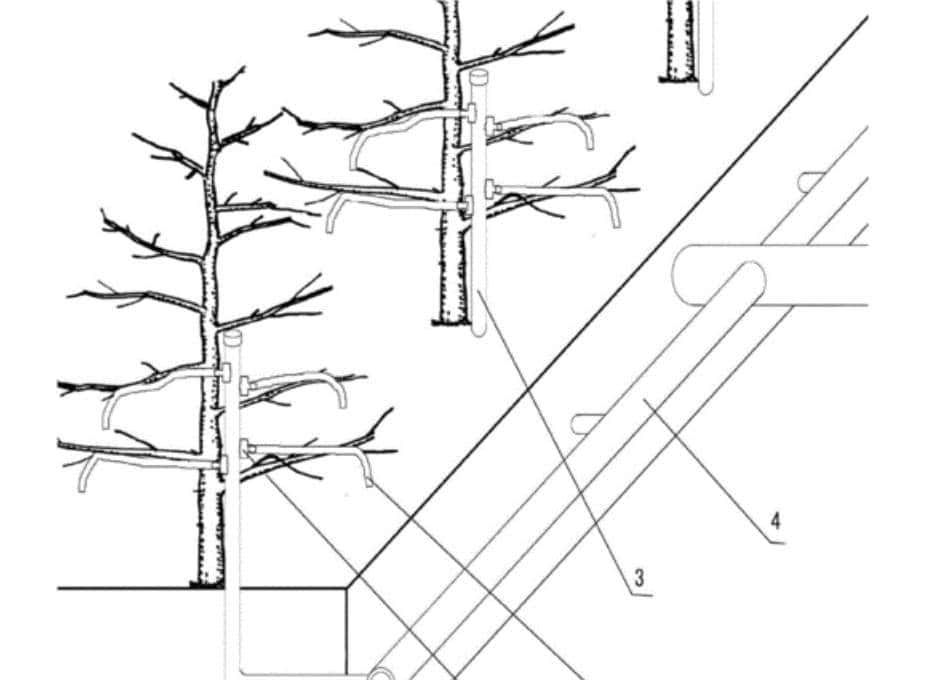 不同灌溉条件下新开发的组织培养油菜籽基因型的耐旱性评估