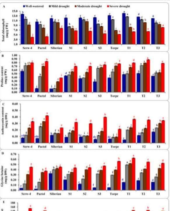 不同灌溉条件下新开发的组织培养油菜籽基因型的耐旱性评估