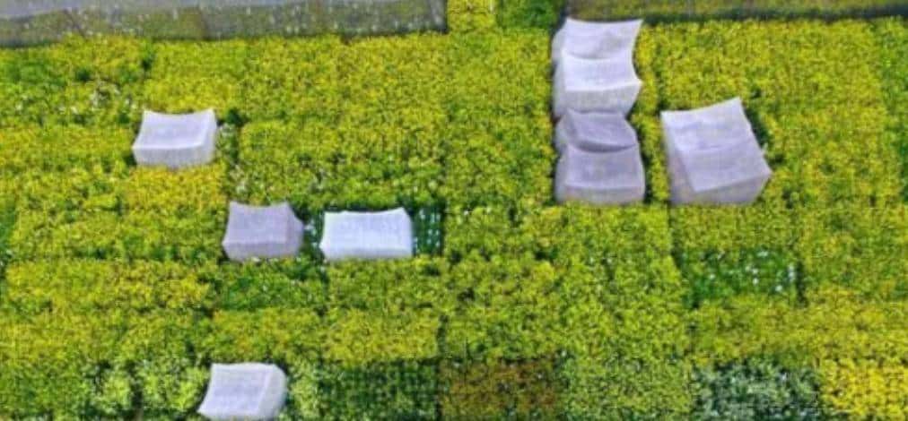 不同灌溉条件下新开发的组织培养油菜籽基因型的耐旱性评估