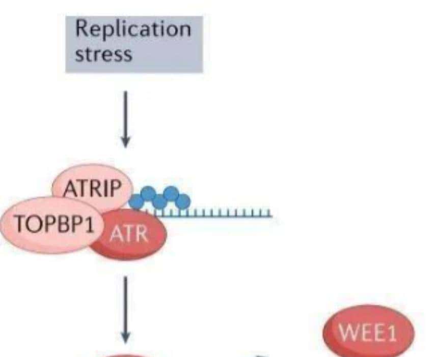 不同灌溉条件下新开发的组织培养油菜籽基因型的耐旱性评估