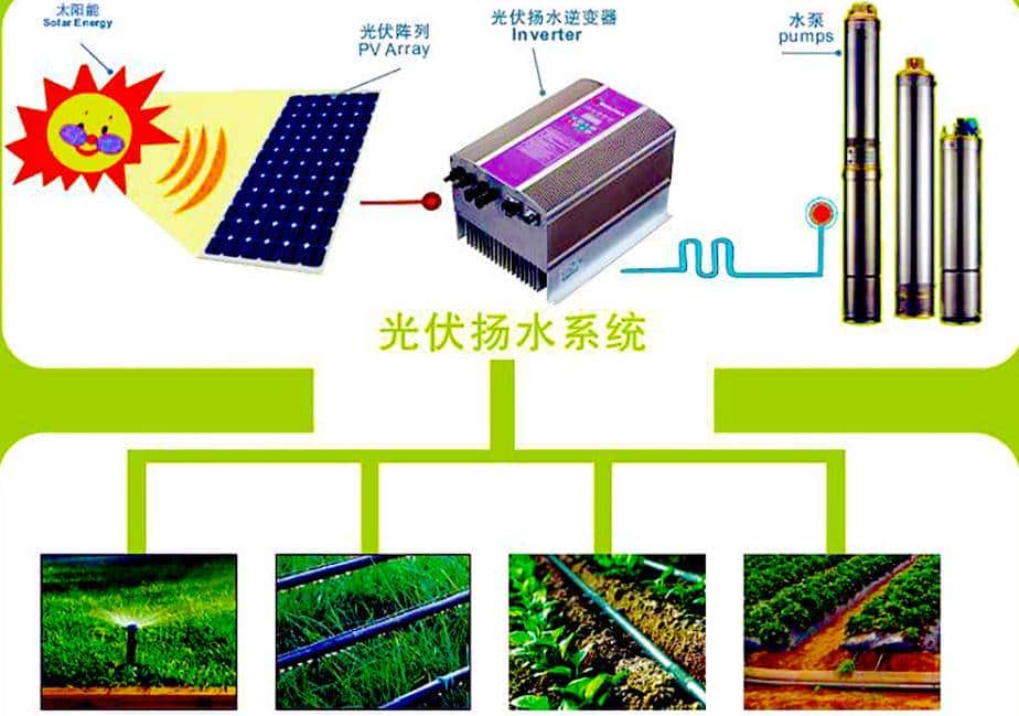 不同灌溉条件下新开发的组织培养油菜籽基因型的耐旱性评估