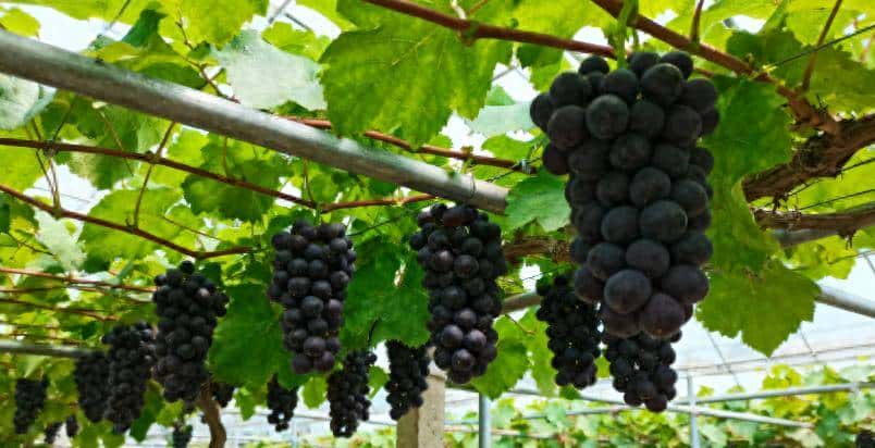 土壤差不增产？5 种肥对症用，1 次改土管 2 年，产量升 30%