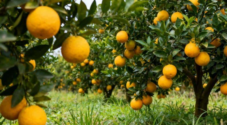 土壤差不增产？5 种肥对症用，1 次改土管 2 年，产量升 30%