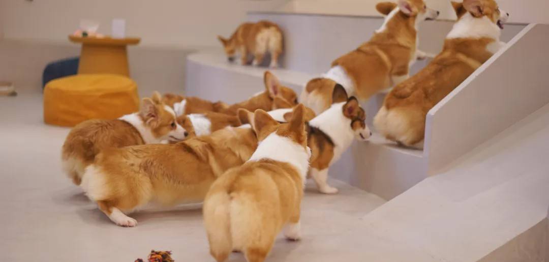 《魔都薅羊毛攻略》，网红餐厅也能便宜吃！