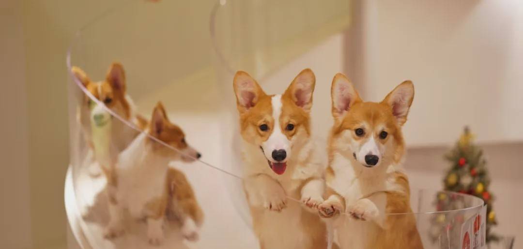 《魔都薅羊毛攻略》，网红餐厅也能便宜吃！