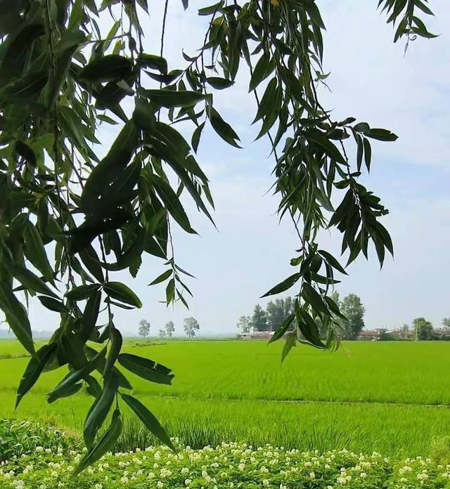我是嘉兴人，刚从山东莘县回来，实在忍不住想说：对莘县5点印象