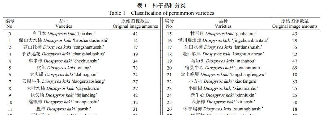 耿耀君等:基于改善YOLOv8m的成熟柿子品种及表型特征多标签识别