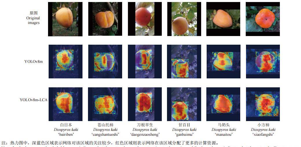 耿耀君等:基于改善YOLOv8m的成熟柿子品种及表型特征多标签识别