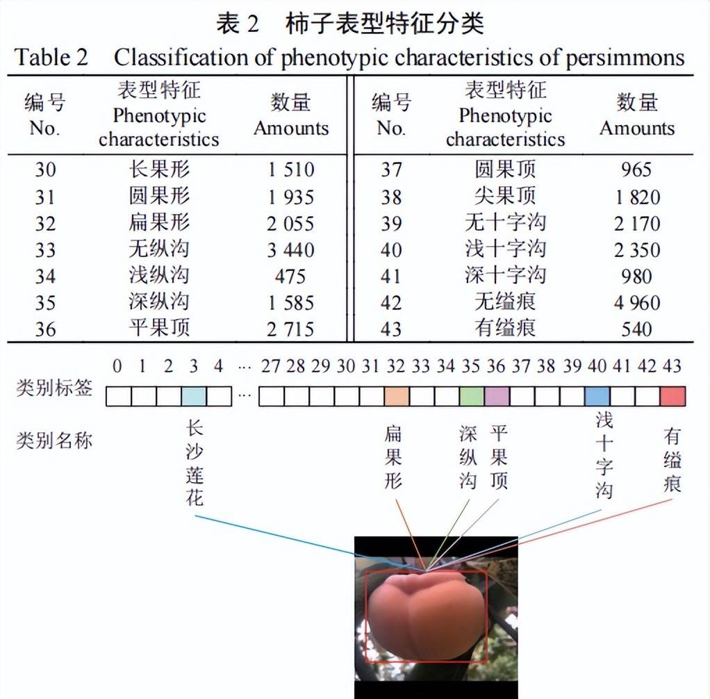 耿耀君等:基于改善YOLOv8m的成熟柿子品种及表型特征多标签识别