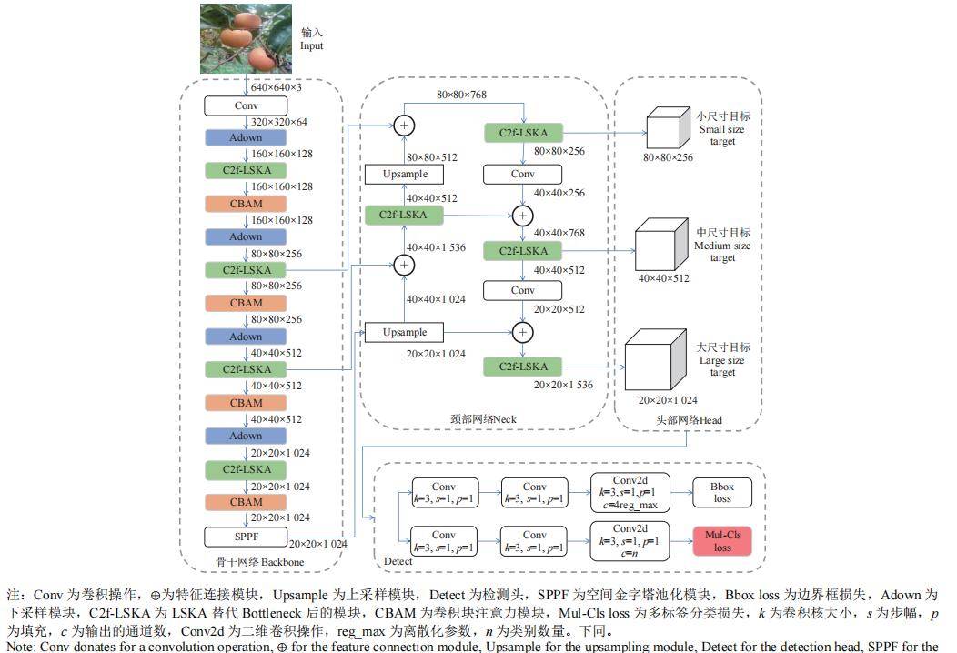 耿耀君等:基于改善YOLOv8m的成熟柿子品种及表型特征多标签识别
