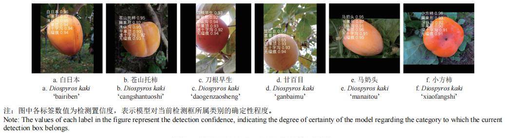 耿耀君等:基于改善YOLOv8m的成熟柿子品种及表型特征多标签识别
