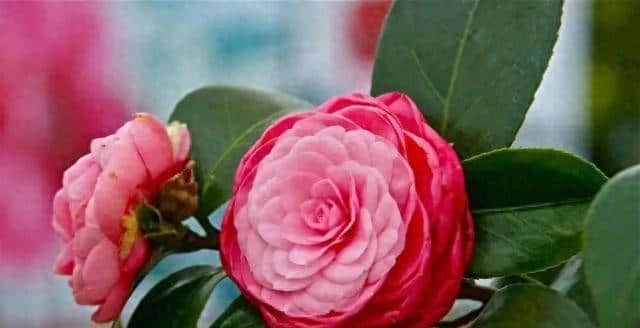 做亲家之前,撕破脸皮也要问清对方3件事,这不叫势力,是真机智