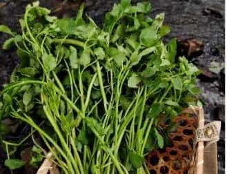 春天到了,许多人都会去外面挖野菜,对于生活在农村的朋友来说,野菜还是很好辨认的,但对于城里人来说,很少接触到野菜,有一些野菜和野草长得很类似,一不留神就认错了。