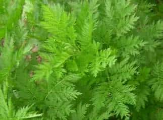 春天到了,许多人都会去外面挖野菜,对于生活在农村的朋友来说,野菜还是很好辨认的,但对于城里人来说,很少接触到野菜,有一些野菜和野草长得很类似,一不留神就认错了。