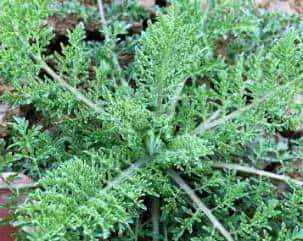 春天到了,许多人都会去外面挖野菜,对于生活在农村的朋友来说,野菜还是很好辨认的,但对于城里人来说,很少接触到野菜,有一些野菜和野草长得很类似,一不留神就认错了。