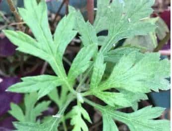 春天到了,许多人都会去外面挖野菜,对于生活在农村的朋友来说,野菜还是很好辨认的,但对于城里人来说,很少接触到野菜,有一些野菜和野草长得很类似,一不留神就认错了。