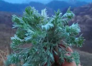 春天到了,许多人都会去外面挖野菜,对于生活在农村的朋友来说,野菜还是很好辨认的,但对于城里人来说,很少接触到野菜,有一些野菜和野草长得很类似,一不留神就认错了。