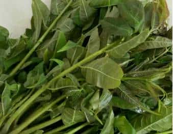 春天到了,许多人都会去外面挖野菜,对于生活在农村的朋友来说,野菜还是很好辨认的,但对于城里人来说,很少接触到野菜,有一些野菜和野草长得很类似,一不留神就认错了。