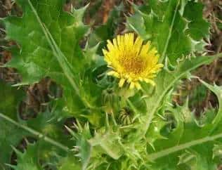 春天到了,许多人都会去外面挖野菜,对于生活在农村的朋友来说,野菜还是很好辨认的,但对于城里人来说,很少接触到野菜,有一些野菜和野草长得很类似,一不留神就认错了。