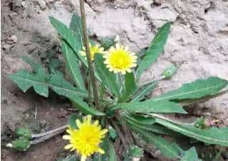 春天到了,许多人都会去外面挖野菜,对于生活在农村的朋友来说,野菜还是很好辨认的,但对于城里人来说,很少接触到野菜,有一些野菜和野草长得很类似,一不留神就认错了。