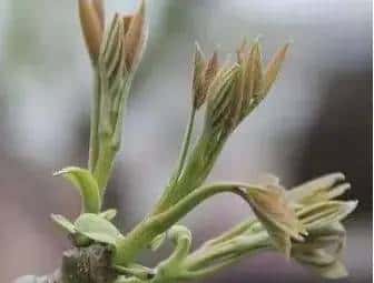 春天到了,许多人都会去外面挖野菜,对于生活在农村的朋友来说,野菜还是很好辨认的,但对于城里人来说,很少接触到野菜,有一些野菜和野草长得很类似,一不留神就认错了。