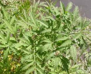 春天到了,许多人都会去外面挖野菜,对于生活在农村的朋友来说,野菜还是很好辨认的,但对于城里人来说,很少接触到野菜,有一些野菜和野草长得很类似,一不留神就认错了。