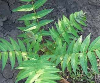 春天到了,许多人都会去外面挖野菜,对于生活在农村的朋友来说,野菜还是很好辨认的,但对于城里人来说,很少接触到野菜,有一些野菜和野草长得很类似,一不留神就认错了。