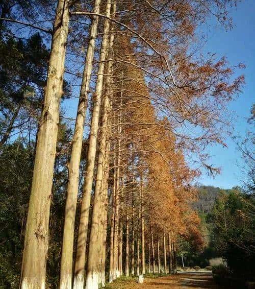 长沙_路口_大山冲__11KM（入门徒步线路）