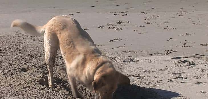 “挖呀挖”黄老师爆火后狂赚百万？网友：挖的是我们的钱包吧？