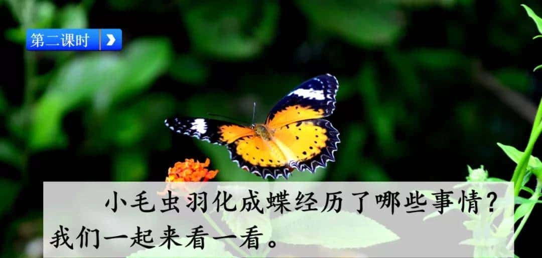 二年级下册语文课文22《小毛虫》图文详解及同步练习