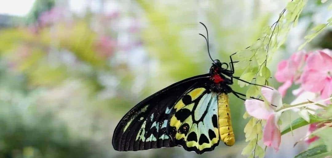 二年级下册语文课文22《小毛虫》图文详解及同步练习