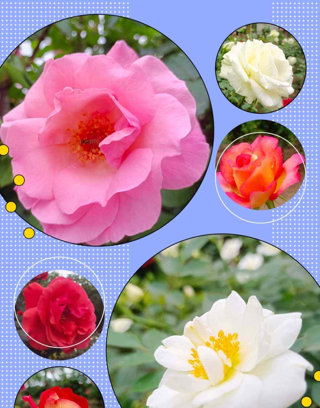 淄博烧烤和挖呀挖呀挖