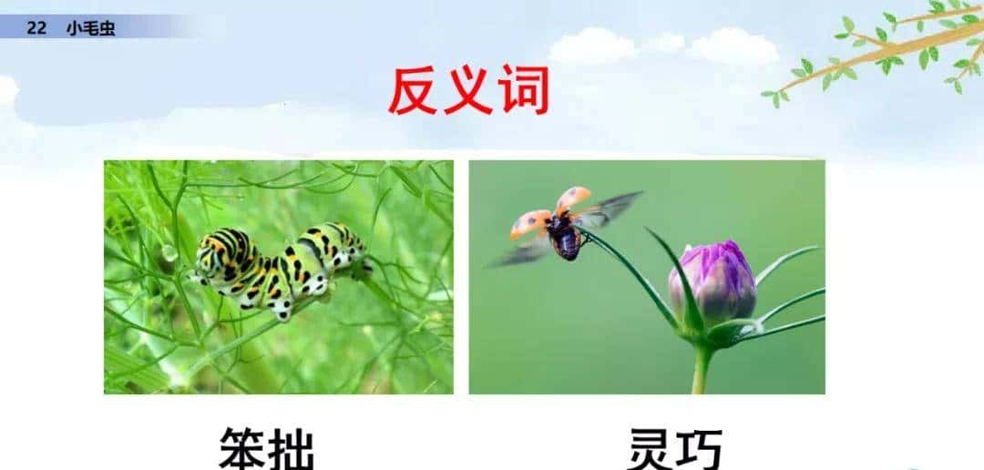 二年级下册语文课文22《小毛虫》图文详解及同步练习