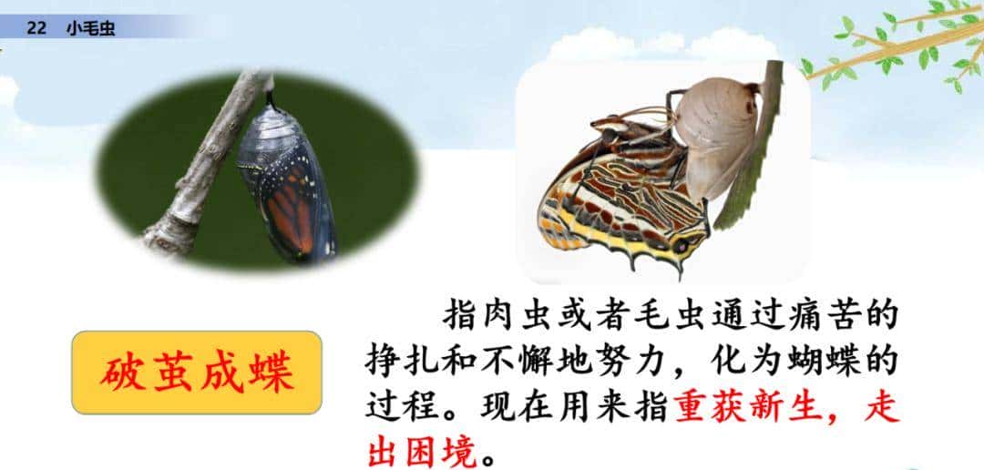 二年级下册语文课文22《小毛虫》图文详解及同步练习